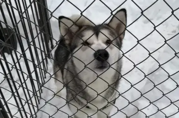 Найдена собака в Твери на 2-й Новозаводской