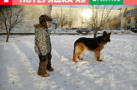 Пропала собака Шегги на ул.Волостной, Тюмень