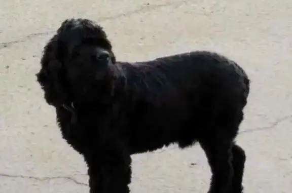 Пропала собака породы Американский Кокер Спаниель в Уфе, вознаграждение!