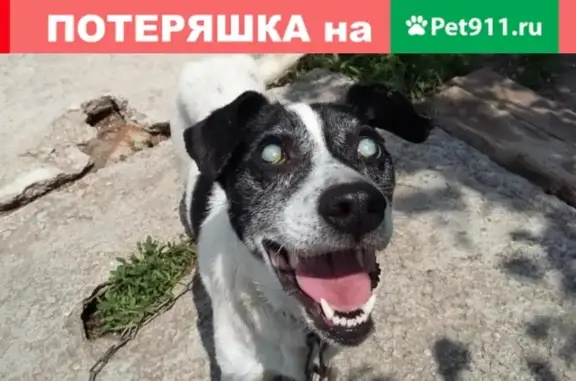 Пропал слепой пес Бим в Краснодарском крае
