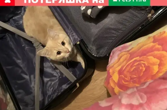 Пропала кошка на Вольной улице