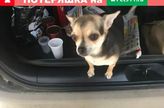 Пропала собака Шкода на улице Пугачёва, Вологда