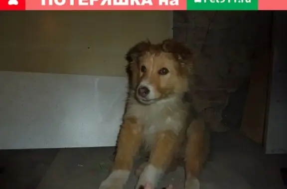 Найден щенок похожий на колли в Москве, ищут хозяев