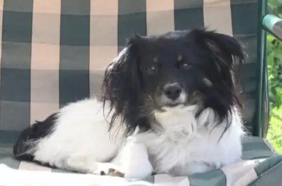 Собаки потеряшки, садоводческое некоммерческое товарищество Корвет на Купле, фото: Потеряшка собака в ЛО - Корвет на Купле, Кингисеппский район