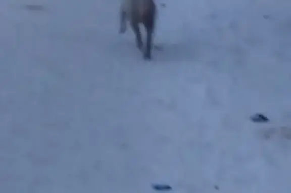 Найден лабрадор на Больничной, Горно-Алтайск
