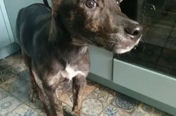 Найден пёс в районе 1й бани в Новокузнецке