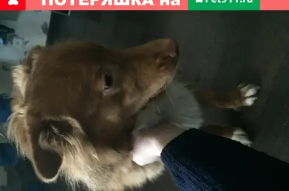 Собака найдена на Парашютной, Серебристый бульвар, СПб