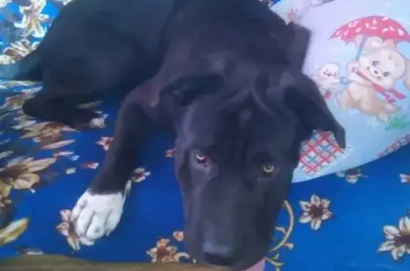 Пропала собака Амур в Ростовской области