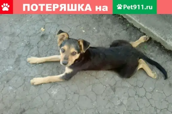 Пропала собака Ума в с. Покровка, Белгородская область