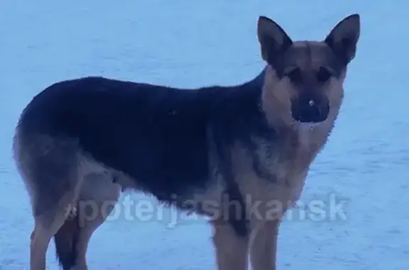 Найдена собака и щенок в Новосибирске