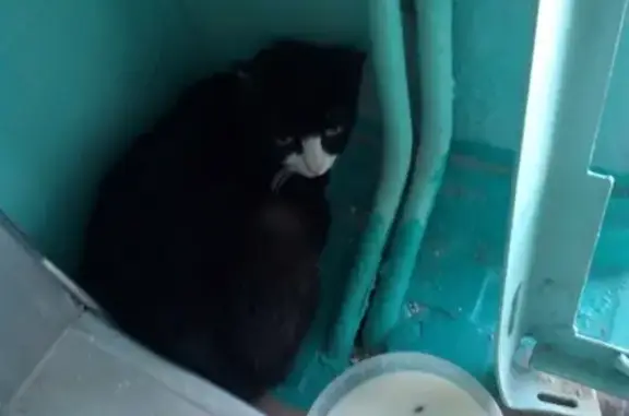 Найдена молодая кошка в Улан-Удэ, ищем хозяев