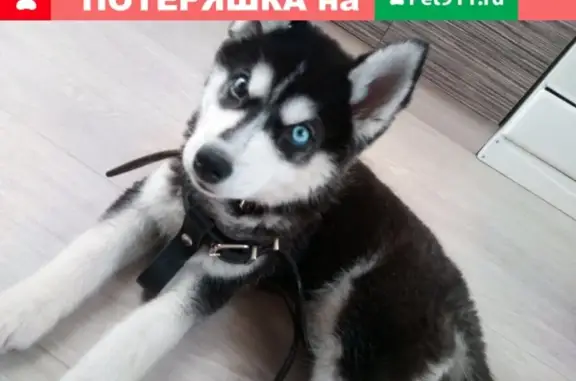 Собаки потеряшки, Липецк, фото: Потеряшка хаски возрастом 3 мес в районе Свободный Сокол, Липецк #УТЕРЯНА_СОБАКА