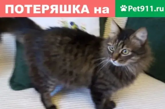 Найдена кошка на Ленинградском пр-те в Ярославле