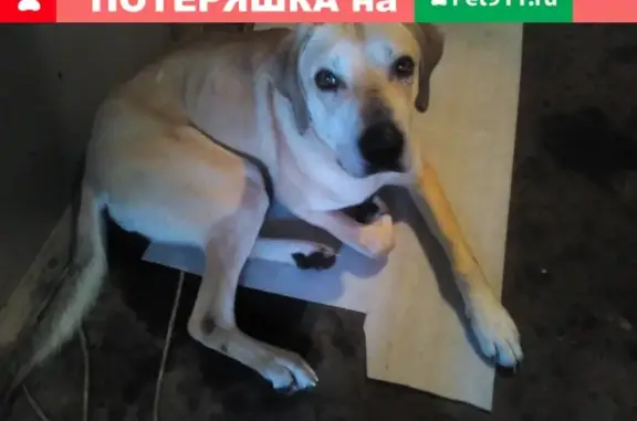 Собака найдена в Заполье, Выборгский р.