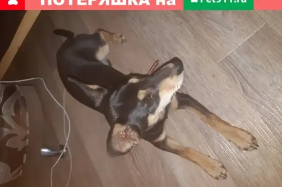 Найдена собака с красным ошейником на ул. Полетаева, 6Д.