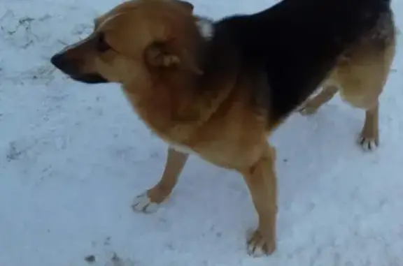 Найден мальчик-собака в Можайцево, Торжок
