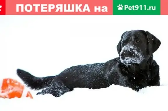 Найден пёсик в ЖК Анкудиновский парк, ул. Русская, д. 5