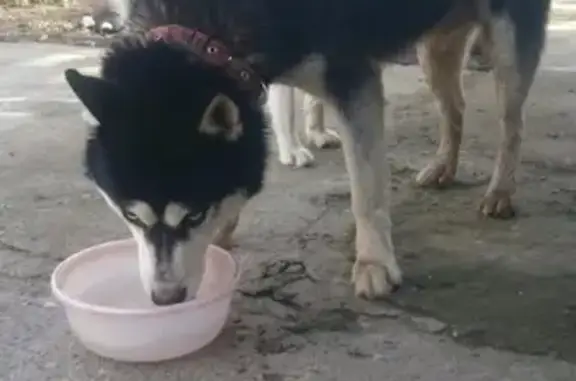 Собака-хаски найдена в Майкопе, Адыгея.
