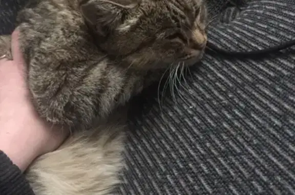 Найдена ласковая беременная кошка на Советской 98,9 в Черногорске