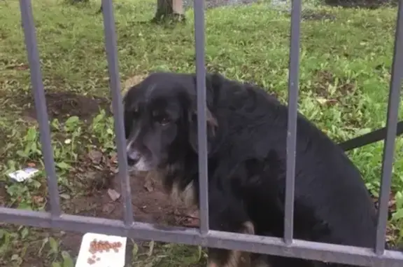 Найдена собака в СПб, Красногвардейский р-н.