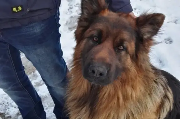 Пропала собака в Хотьково, Московская область