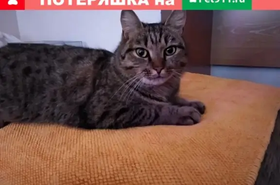 Найдена кошка в Академгородке, ул. Золотодолинская, дом 7
