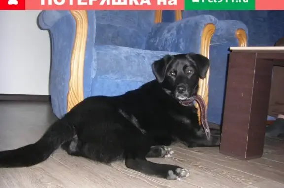 Пропал пес с белой звездой на шее на заправке Роснефть в Брянске