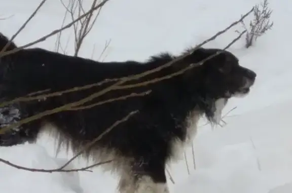 Найдена собака в СПб, Красногвардейский р-н