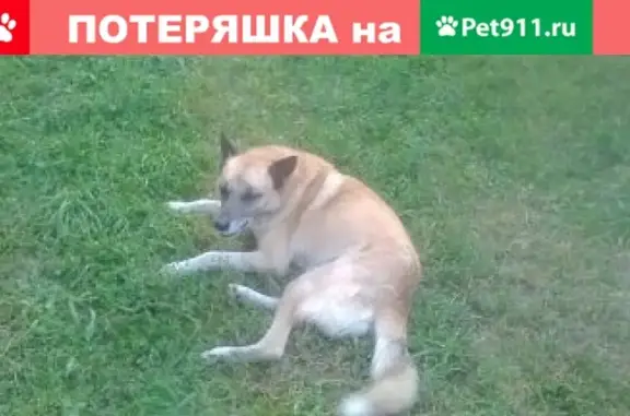 Собаки потеряшки, деревня Верховье, фото: Потеряшка собака в Жуковском районе, Калужская область