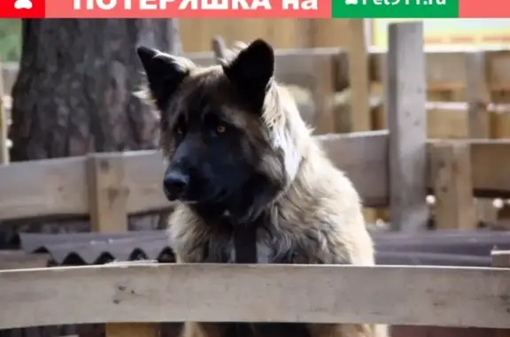 Пропала собака в Коммунаре, Владимир