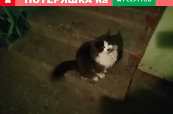Найдена кошка на ул. Цесиса 17 в Воскресенске