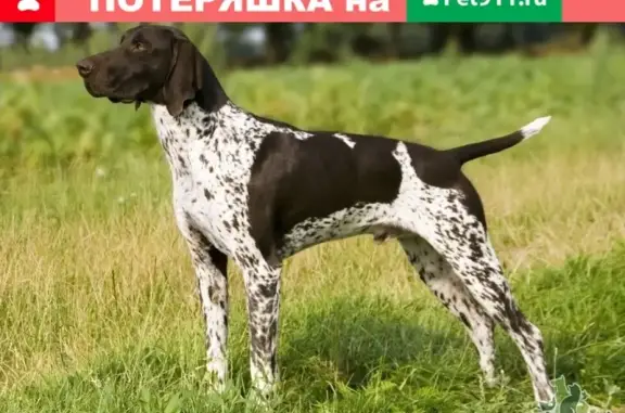 Найдена собака на Жилой 7 в Астрахани