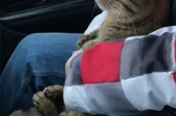 Кошки потеряшки, Владимир, фото: Потеряшка кот, найден в Зернево, Владимир.