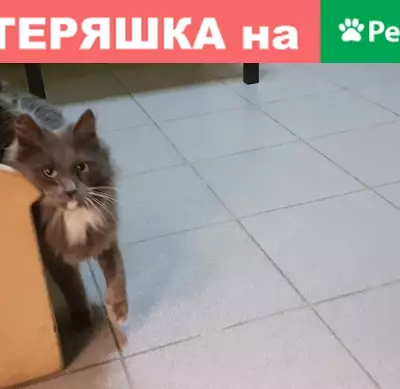 Найдена кошка в Звенигороде на улице Комарова