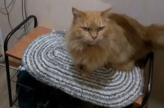 Кошки потеряшки, Таганрог, фото: Потеряшка кошка, найден рыжий кот в Таганроге