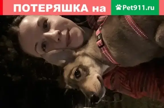 Пропал щенок В'альтер в Андреевском парке (Геленджик)