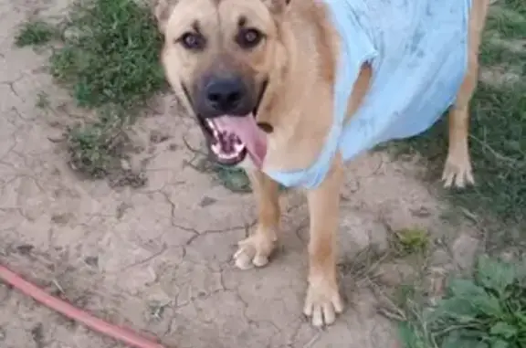 Пропала собака Валерка в районе Подресково-Сходня, возможно за машиной