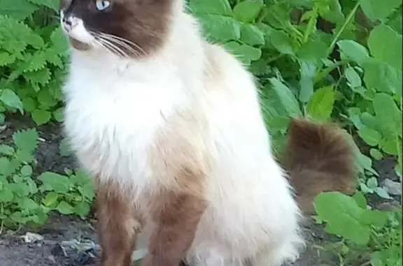 Пропала кошка Марсик в Моршанске