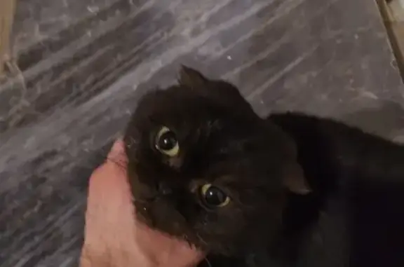 Найдена черная кошка с ошейником в Дорогино, Башкортостан
