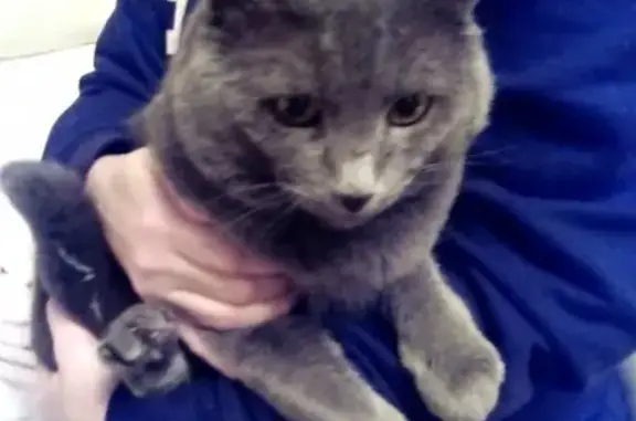 Найден серый кот на Великопетровской, Челябинск