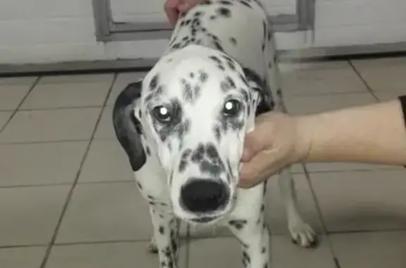 Собака породы Далматин найдена на ул. Алексеевской, 25 в Воронеже