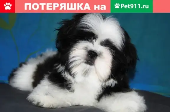 Пропала собака в селе Плеханово, вознаграждение гарантировано!
