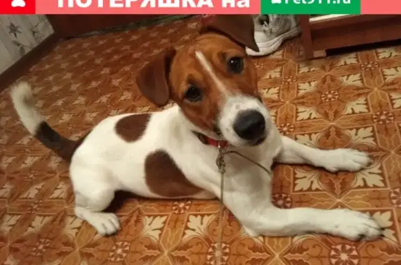 Найден пёс на улице Чаадаева
