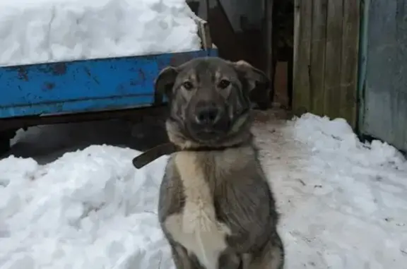 Собаки потеряшки, деревня Куприяново, фото: Потеряшка собака в д. Куприяново, Дзержинский район