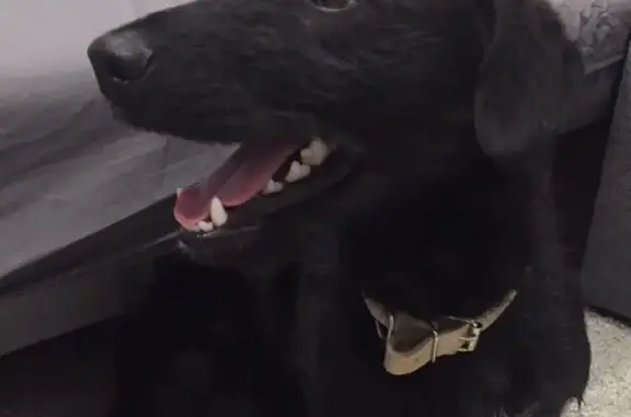 Найдена собака на Заречной, Новосибирск