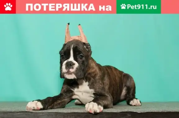 Пропала собака в Омске, ул. Ясная, Луговые, щенок боксер, вознаграждение.