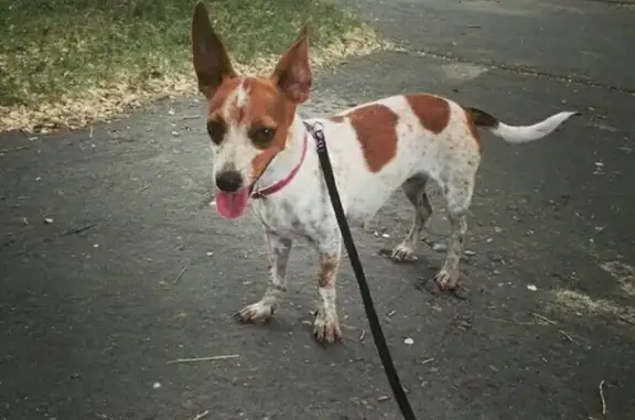 Пропала собака Мия в Саяногорске, Хакасия