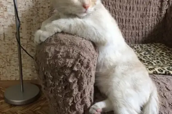 Кошки потеряшки, Тимофеевка, фото: Потеряшка кот Флаби в Тимофеевке, Самарская область