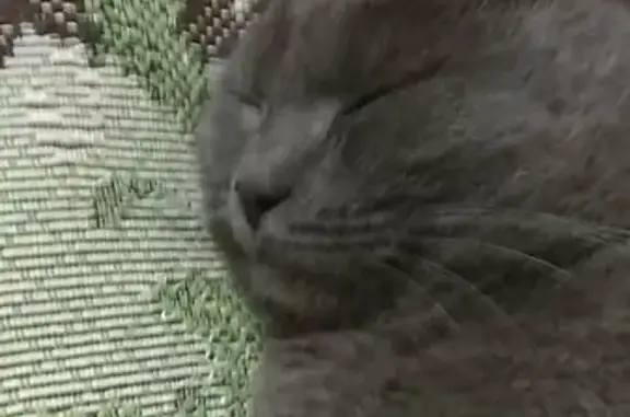 Кошки потеряшки, Приволжский федеральный округ, фото: Потеряшка котик Стас возле кольца в Саратовском водохранилище