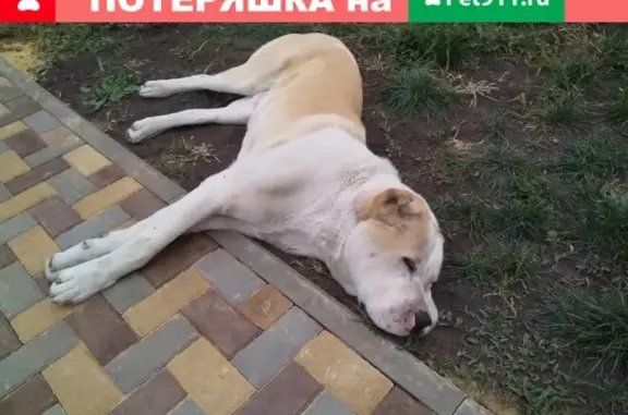 Пропала собака Амир в Саранске, Республика Мордовия